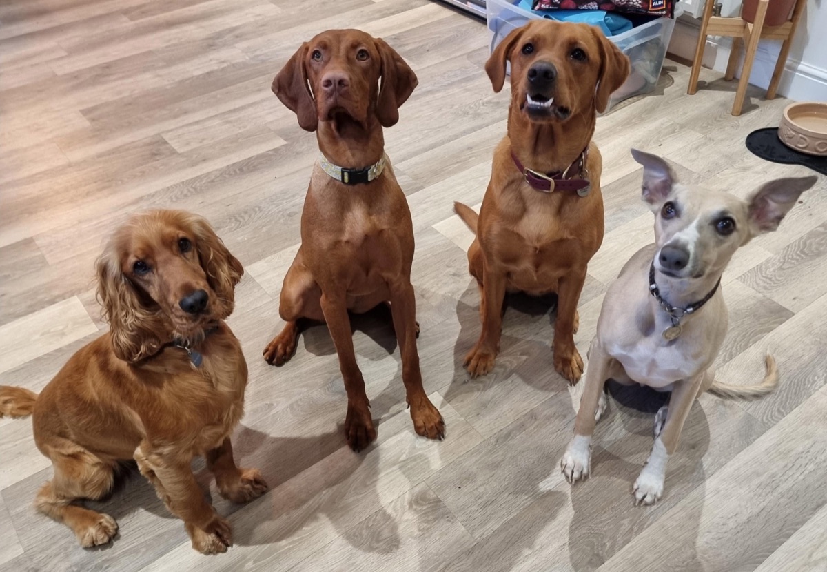 Four happy dogs sitting side by side