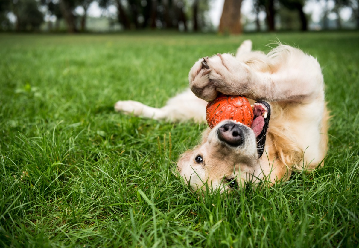 A golden retriever rolling on the grass with a ball