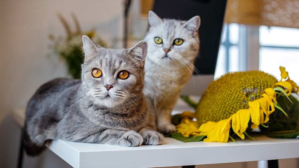 Two cats sitting by a sunflower