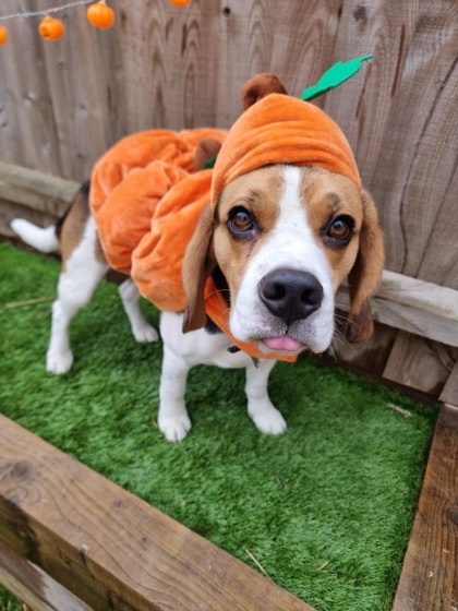 A happy dog enjoying their time at More Paws, photo 1