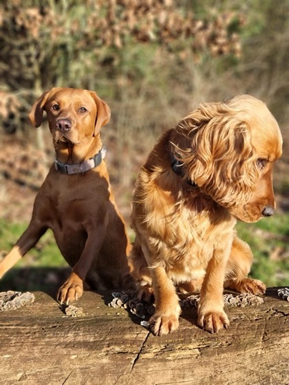 A happy dog enjoying their time at More Paws, photo 2
