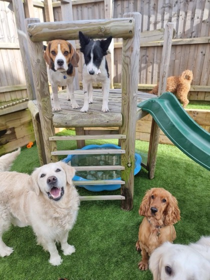 A happy dog enjoying their time at More Paws, photo 3
