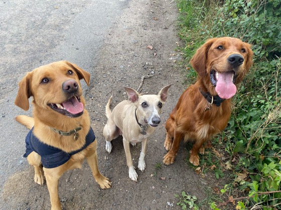 A happy dog enjoying their time at More Paws, photo 5