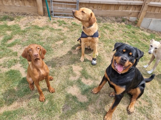 A happy dog enjoying their time at More Paws, photo 6