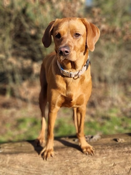 A happy dog enjoying their time at More Paws, photo 7