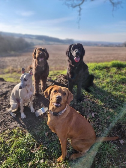 A happy dog enjoying their time at More Paws, photo 9