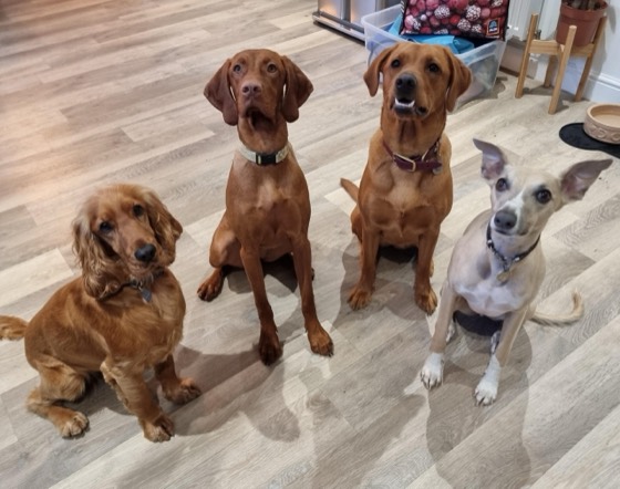 A happy dog enjoying their time at More Paws, photo 10