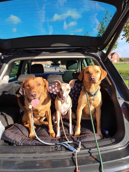 A happy dog enjoying their time at More Paws, photo 11