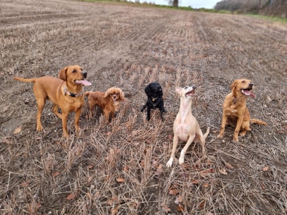 A happy dog enjoying their time at More Paws, photo 12
