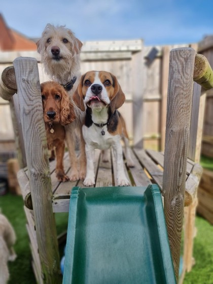 A happy dog enjoying their time at More Paws, photo 16