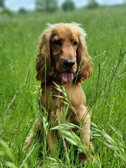 A happy dog enjoying their time at More Paws, photo 17