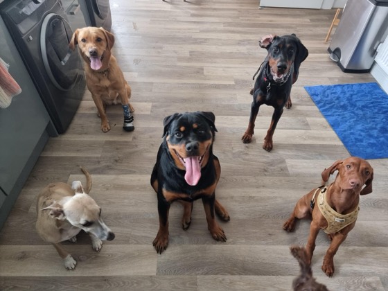 A happy dog enjoying their time at More Paws, photo 18