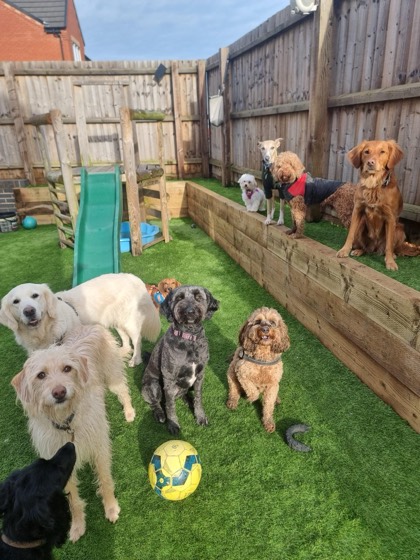 A happy dog enjoying their time at More Paws, photo 19
