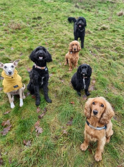 A happy dog enjoying their time at More Paws, photo 20