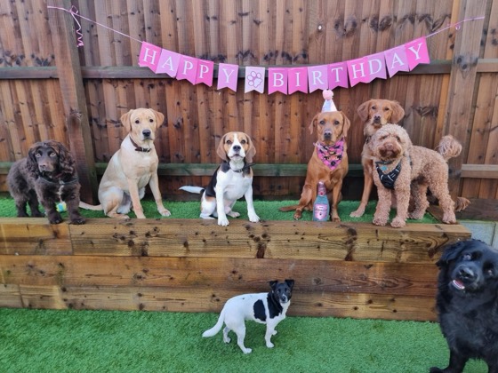 A happy dog enjoying their time at More Paws, photo 21