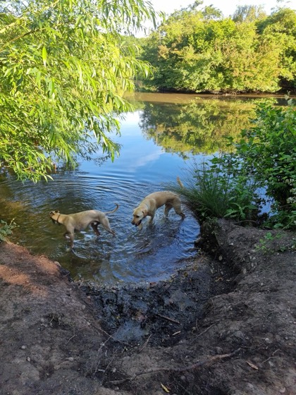 A happy dog enjoying their time at More Paws, photo 22