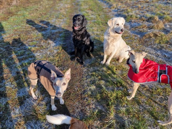 A happy dog enjoying their time at More Paws, photo 23