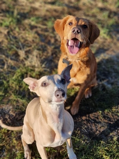 A happy dog enjoying their time at More Paws, photo 24