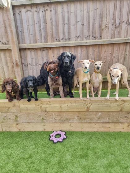 A happy dog enjoying their time at More Paws, photo 25