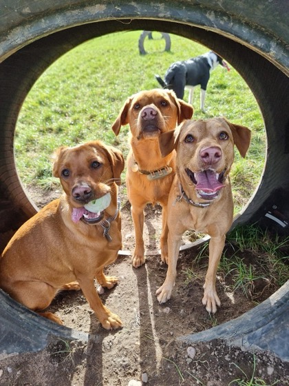 A happy dog enjoying their time at More Paws, photo 26