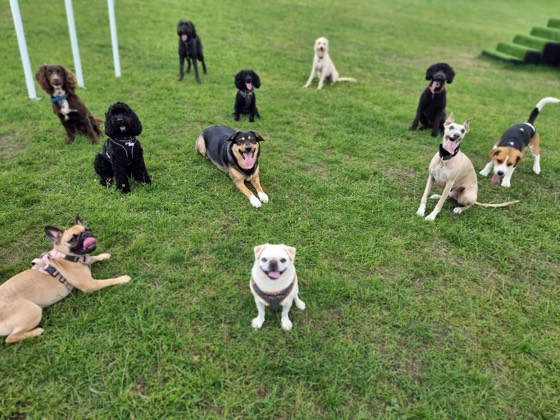 A happy dog enjoying their time at More Paws, photo 27