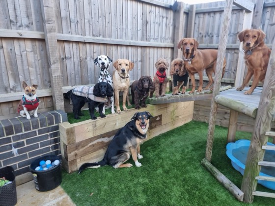 A happy dog enjoying their time at More Paws, photo 30