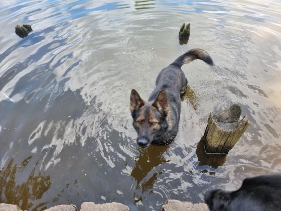 A happy dog enjoying their time at More Paws, photo 34