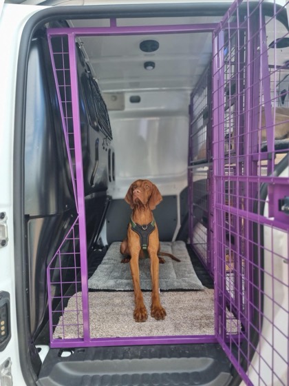 A happy dog enjoying their time at More Paws, photo 36