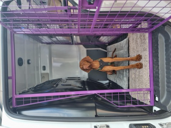 A happy dog enjoying their time at More Paws, photo 37