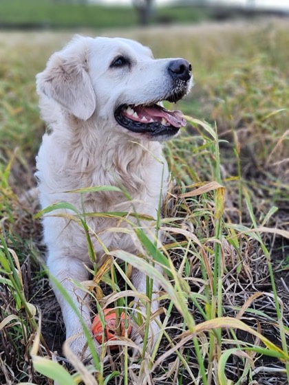 A happy dog enjoying their time at More Paws, photo 39