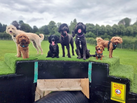 A happy dog enjoying their time at More Paws, photo 41