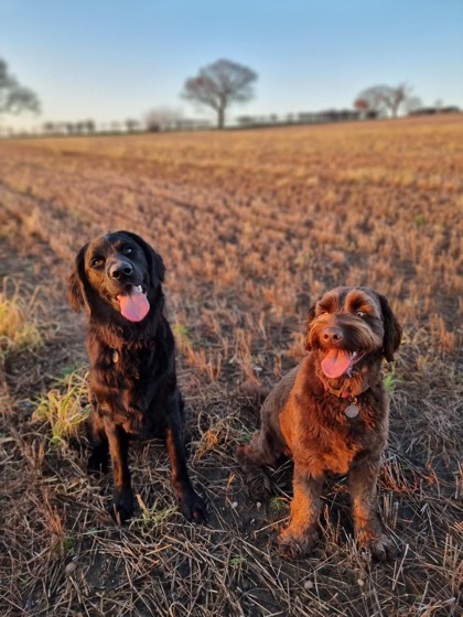 A happy dog enjoying their time at More Paws, photo 42