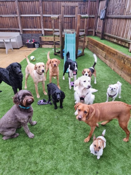 A happy dog enjoying their time at More Paws, photo 43