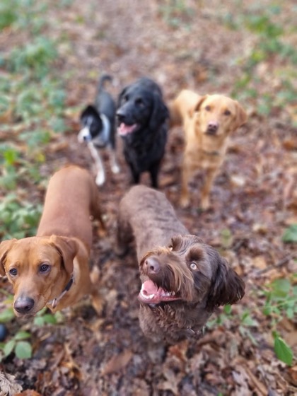 A happy dog enjoying their time at More Paws, photo 44