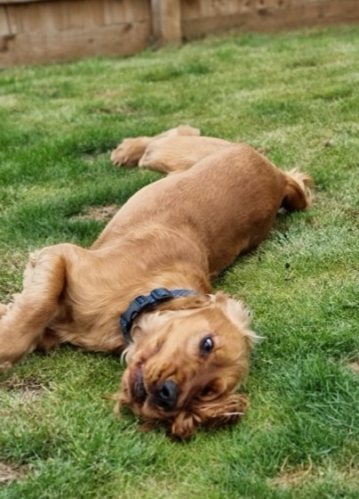 A happy dog enjoying their time at More Paws, photo 45