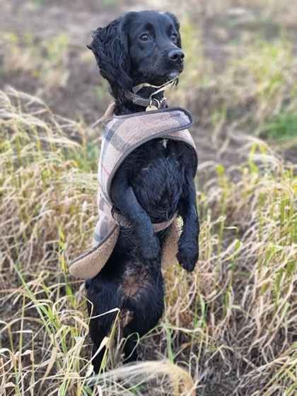 A happy dog enjoying their time at More Paws, photo 47
