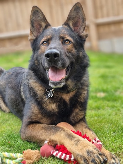 A happy dog enjoying their time at More Paws, photo 49