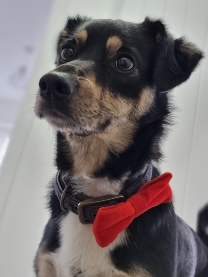 A happy dog enjoying their time at More Paws, photo 50