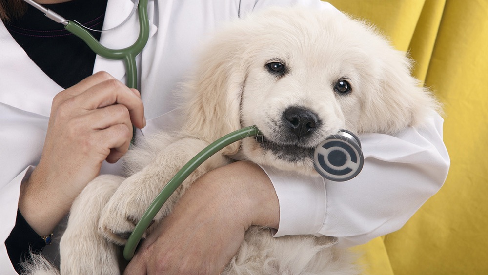 A puppy being cuddled by a vet nurse