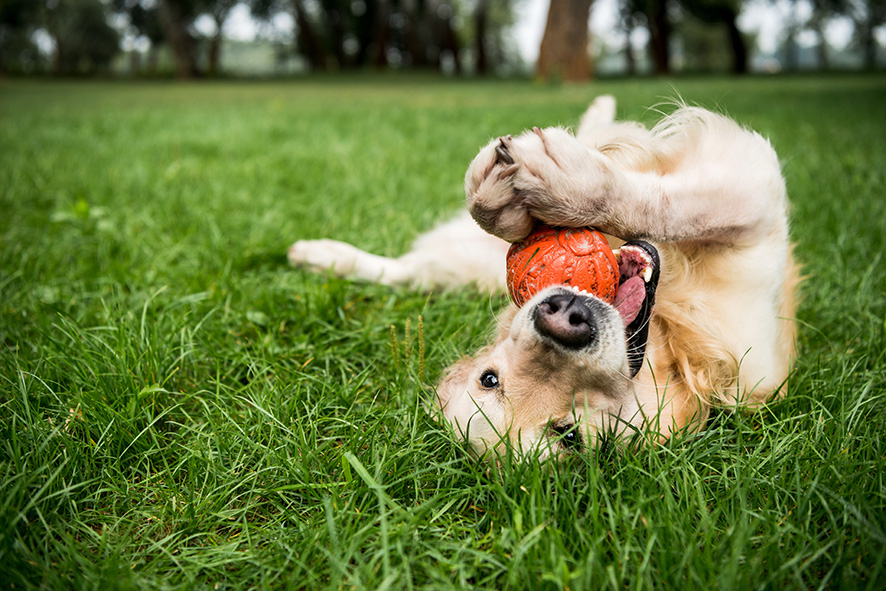 Doggy Daycare Pricing